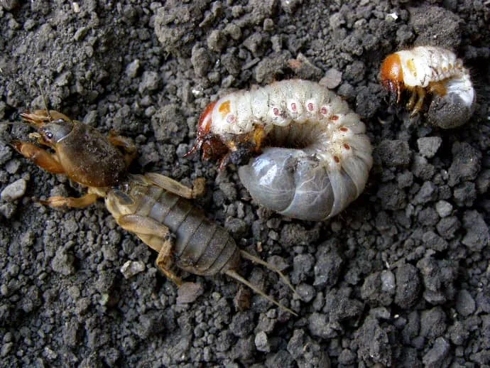 Larva krtonožky na zemi vedle dospělého jedince.