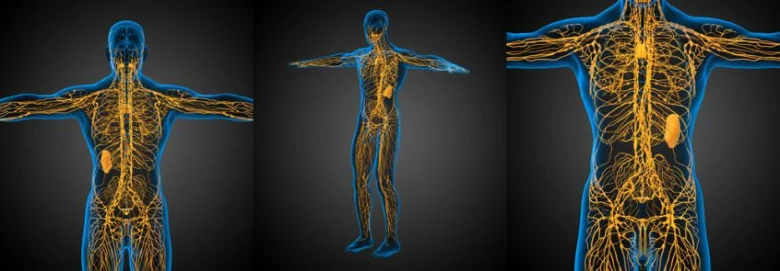 Anatomie lidského lymfatického systému v žluté barvě.