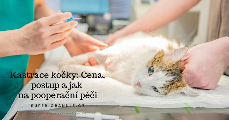 Kočka připravovaná na kastraci u veterináře