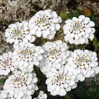 Bílé květy stálezelené ibery Iberis sempervirens rostoucí mezi kameny.