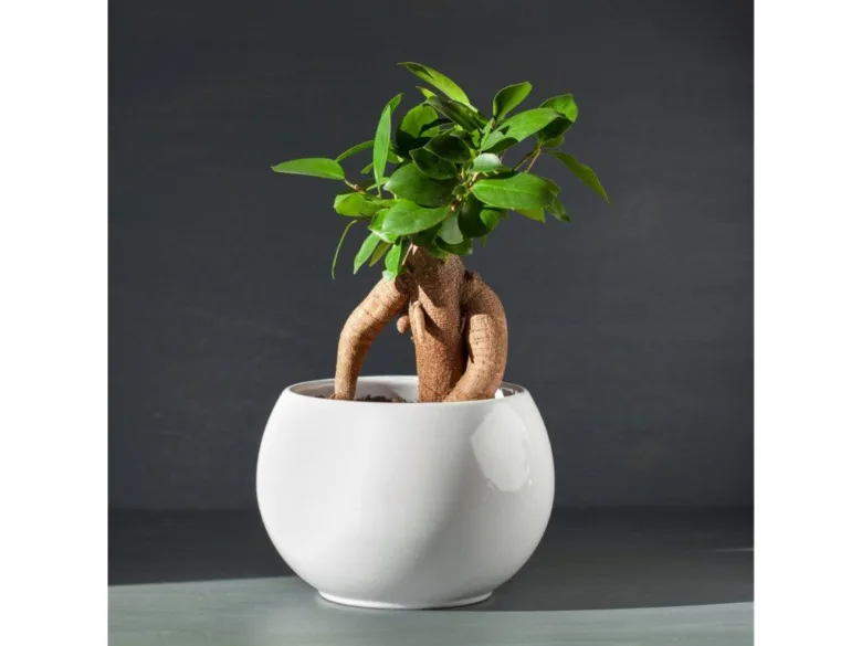 Ficus Ginseng v bílé misce na šedém pozadí.