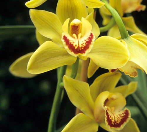 Žluté květy orchideje cymbidium s červenohnědým hrdlem.