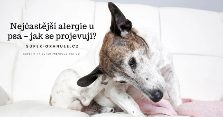 Pes se škrábe kvůli potravinové alergii na bílém gauči.