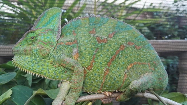 Zelený kameleon sedící na větvi v přírodním prostředí.