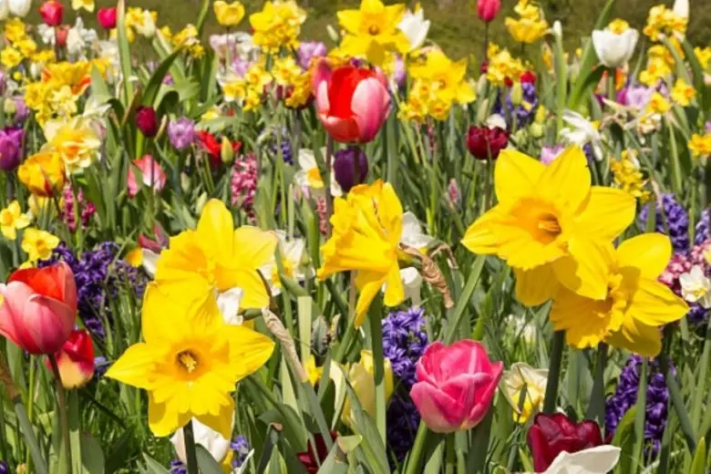 Rozmanité jarní květiny, narcisy a tulipány v plném rozkvětu.