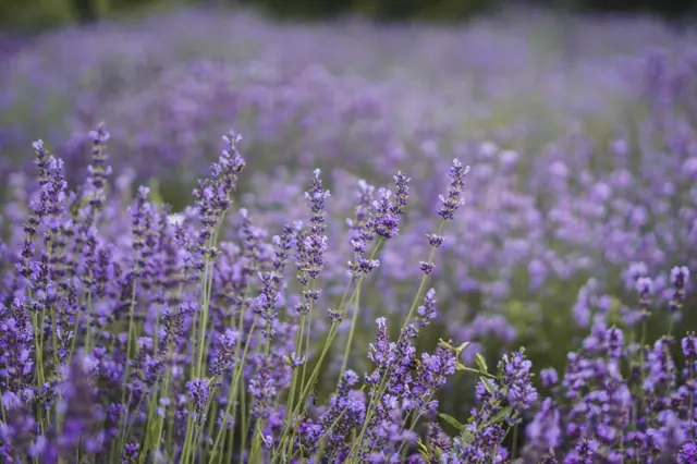 Lavender field