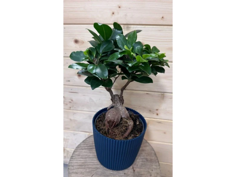 Ficus Ginseng v modrém květináči s viditelnými kořeny.