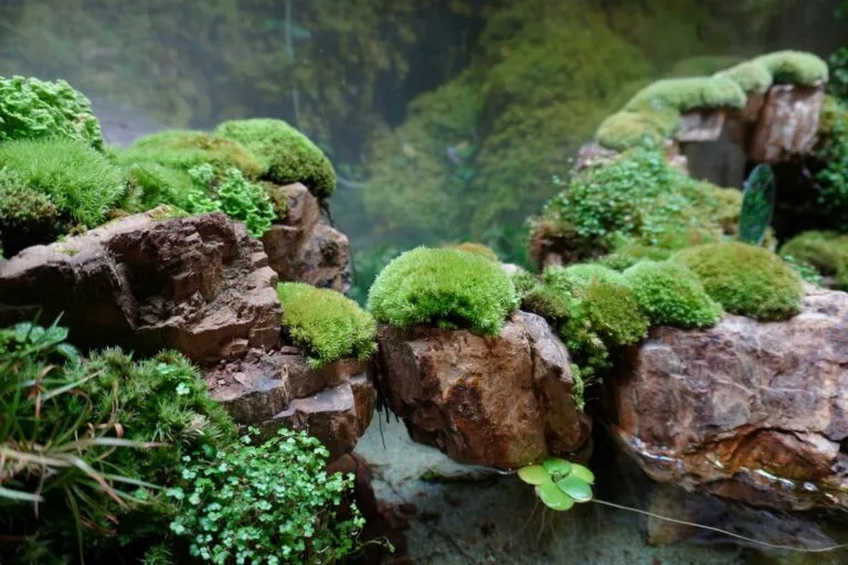 Moss-covered rocks in paludarium setup showing finished result.