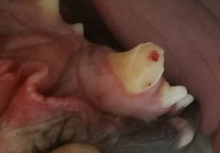 Vyvíjející se zub u štěněte s krvácivým dásním okrajem.