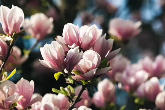 Růžové květy magnolie na větvích v jarním slunci.