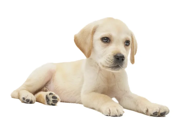 Žlutý štěně labradorského retrívra ležící na bílém pozadí.