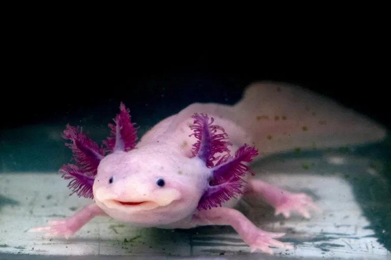 Růžový axolotl s fialovými žábry v akváriu.
