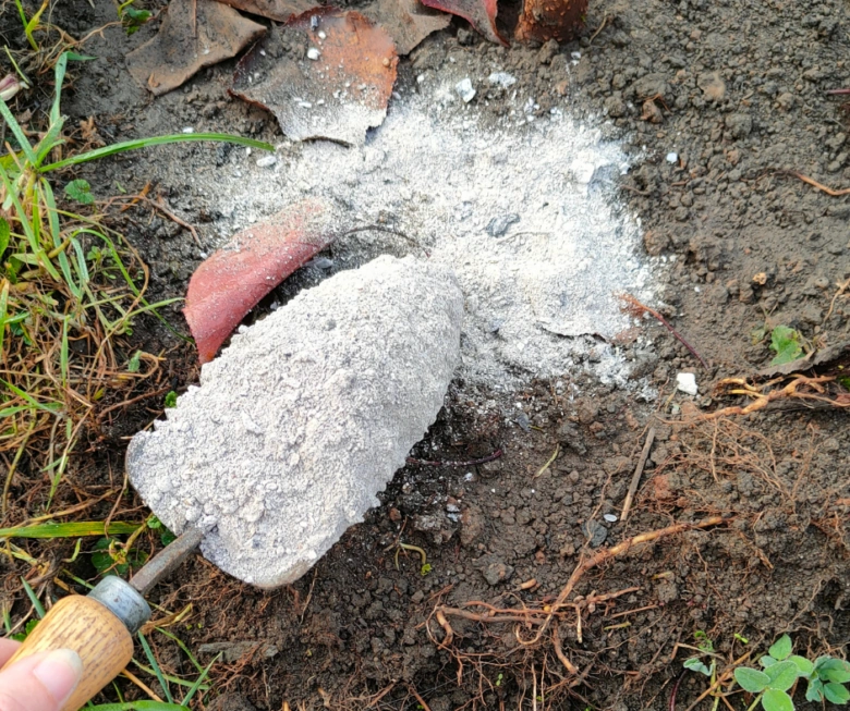 Rozpouštění dřevěného popela na zemi v zahradě.