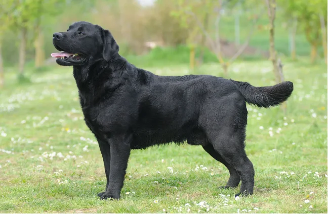 Černý labradorský retrívr stojí na trávníku s květinami.