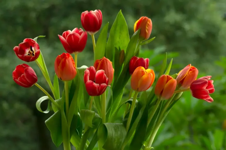 Květinová vazba s červenými tulipány na pozadí zelených listů.
