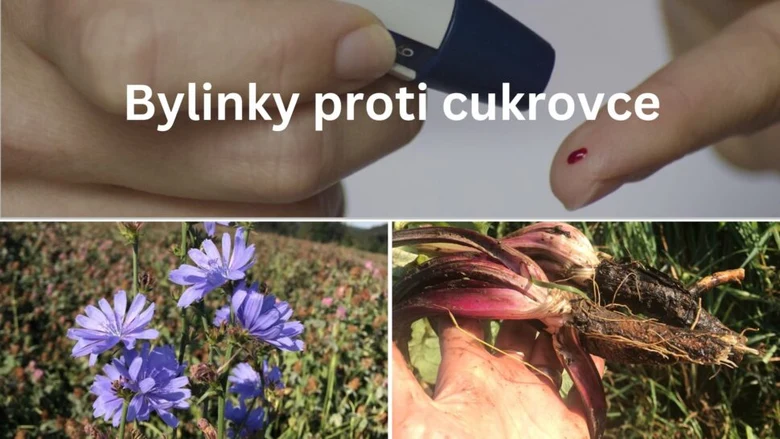 Bylinky proti cukrovce: chicory a kořenové rostliny