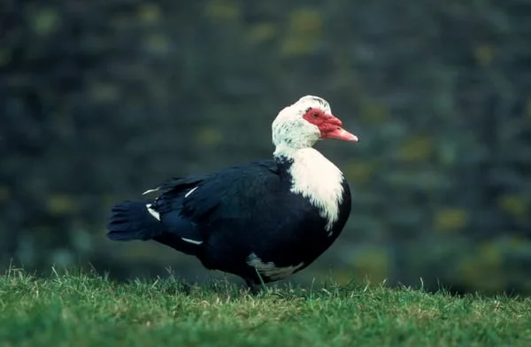 Pižmovka velká stojí na trávě s červeným zobákem.