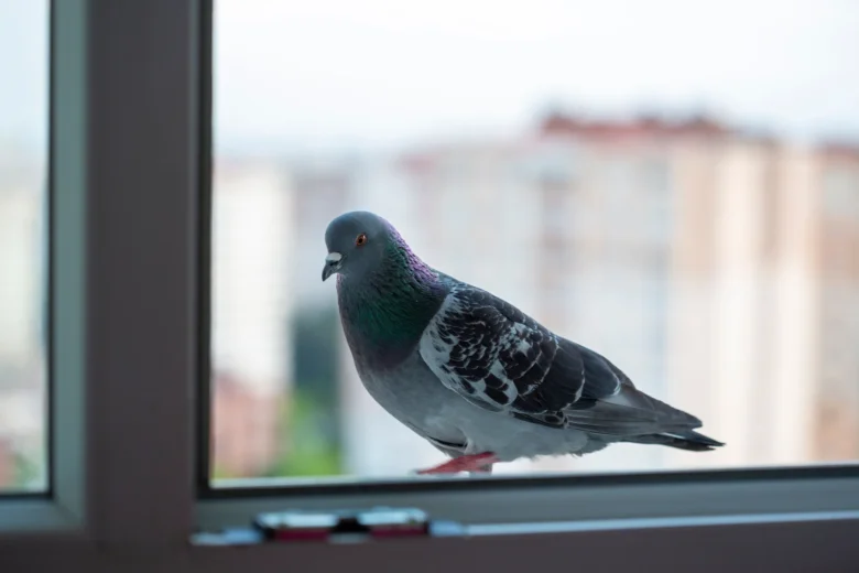 Holub sedící na parapetu s městem v pozadí.