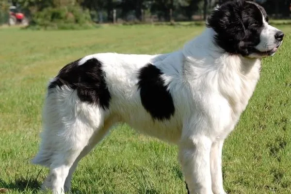 Černobílý pes rasy Landseer stojí na trávníku.