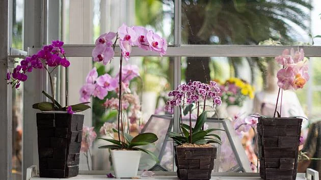 Květy orchidejí v květináčích na okenním parapetu.