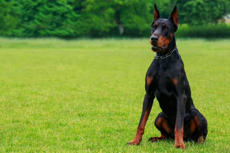 Dobermann s ušima sedící na trávníku venku