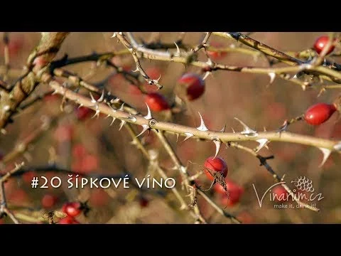 Šípky na větvích připravené pro výrobu vína.