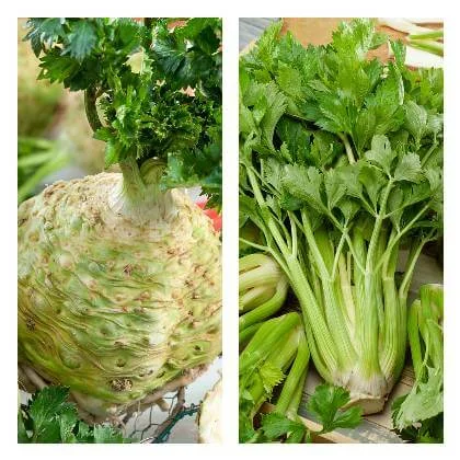 Porovnání kořene celerie a zelené stonkové celery