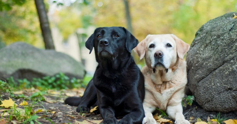 Dva labradorské retrievery sedící vedle sebe venku.
