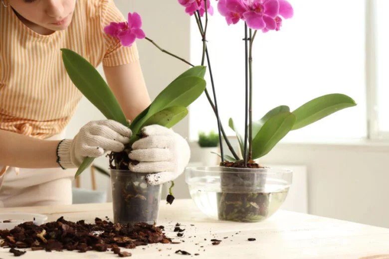 Osobu s rukavicemi překládající orchidej do nového květináče.