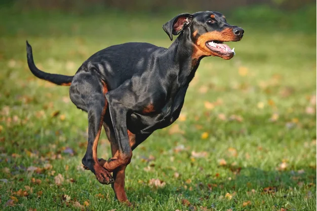 Dobermann s ušima na trávníku v přírodě