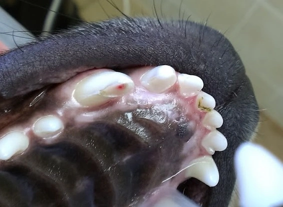 Zubní kameny u psa - příznaky problémů s ústní hygienou