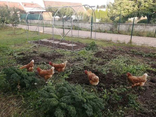 Kurčata v zahradě s ohradou a krmivem