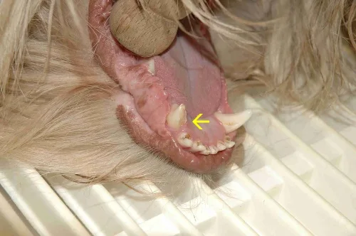Zub u psa, který vyžaduje veterinární péči.