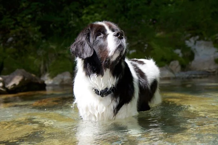 Černobílý pes rasy landseer stojí v řece.