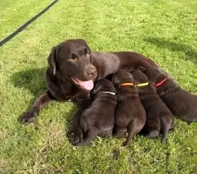 Hnědá labradorka s mláďaty na trávníku