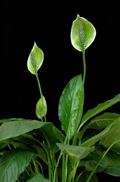 Zdravá rostlina spatiphyllum s zelenými listy