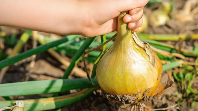 Čerstvá cibule vytažená z půdy s rukou