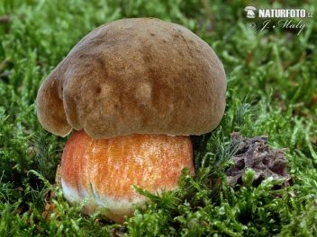 Hřib kovář rostoucí v mechu s borovicovým šiškem.