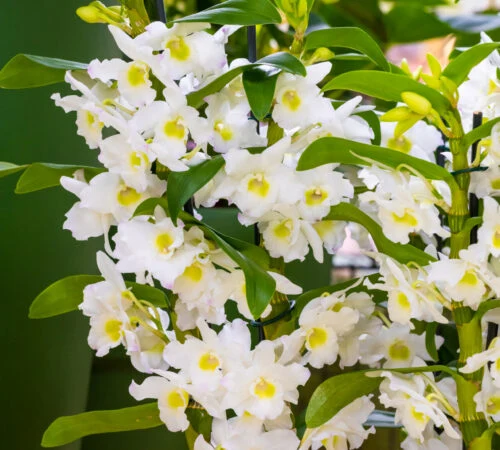 Bílé kvetoucí orchidee Dendrobium nobile v plném rozkvětu.