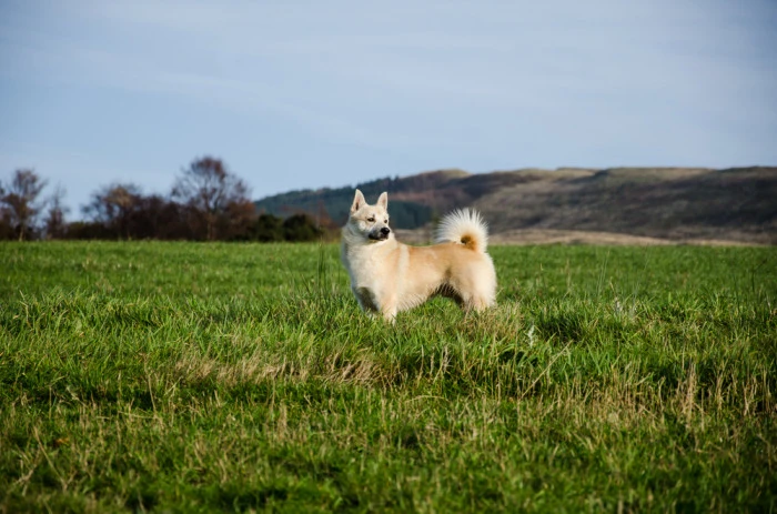 Norský buhund stojí na trávníku v přírodě.