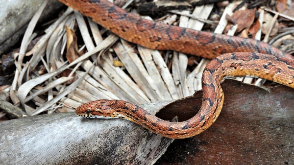 Domácí užovka (corn snake) v přírodním prostředí.