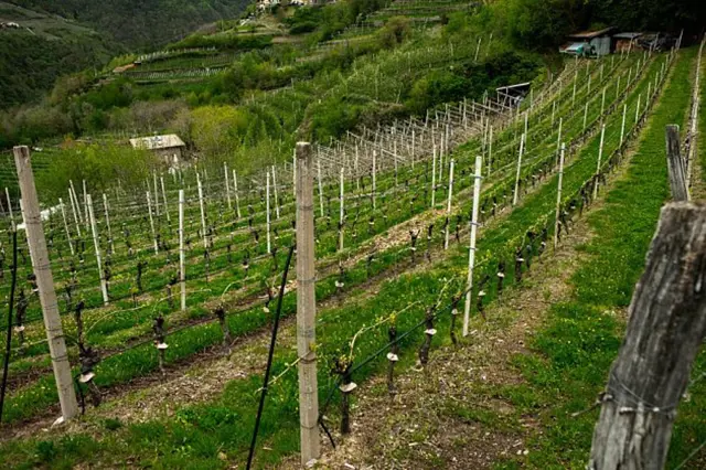 Vinná réva vysazená na svahu