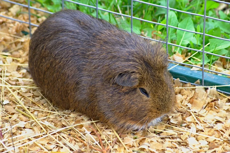 Hnědé morče leží na dřevěných štěpách v kleci venku.