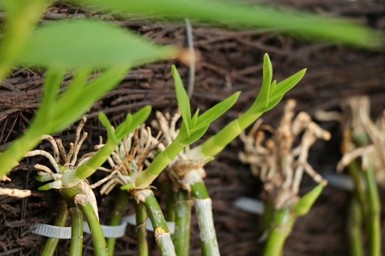 Orchidej z listů – vývoj keikí s kořeny