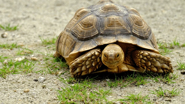 Želva žíhaná sedící na zemi s hlavou venku.