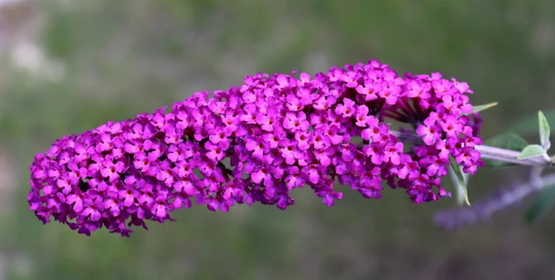 Fialové květy motýlího keře Buddlej v přírodě.