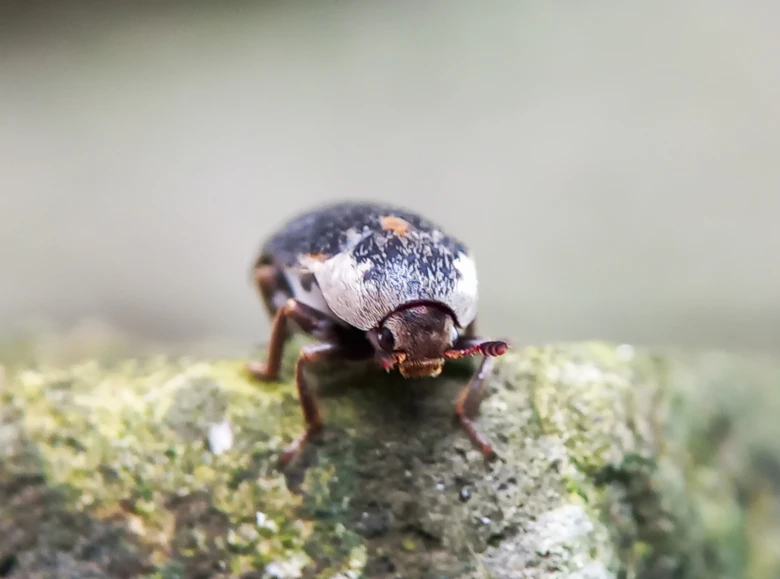 Bližší záběr na brouka z čeledi Dermestidae sedícího na kůře.