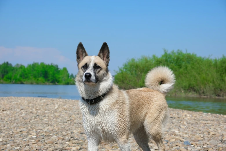 Norský buhund stojí na břehu řeky s lesním pozadím.