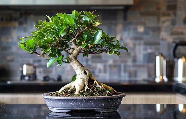 Zdravá rostlina ficus ginseng v květináč na kuchyňské lince.
