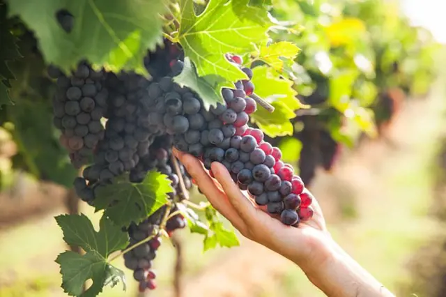 Čerstvé hroznové klíčky na vinici pro kompot z vína